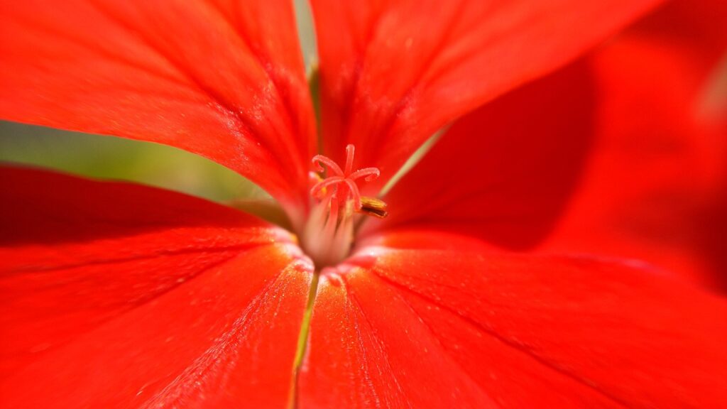 個人再生のネット面談でZoomを使った相談方法は？