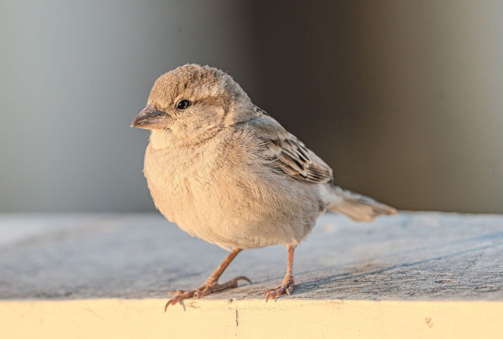 過払い金の請求時効はいつまでに行うべきですか？
