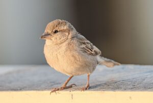 過払い金の請求時効はいつまでに行うべきですか？