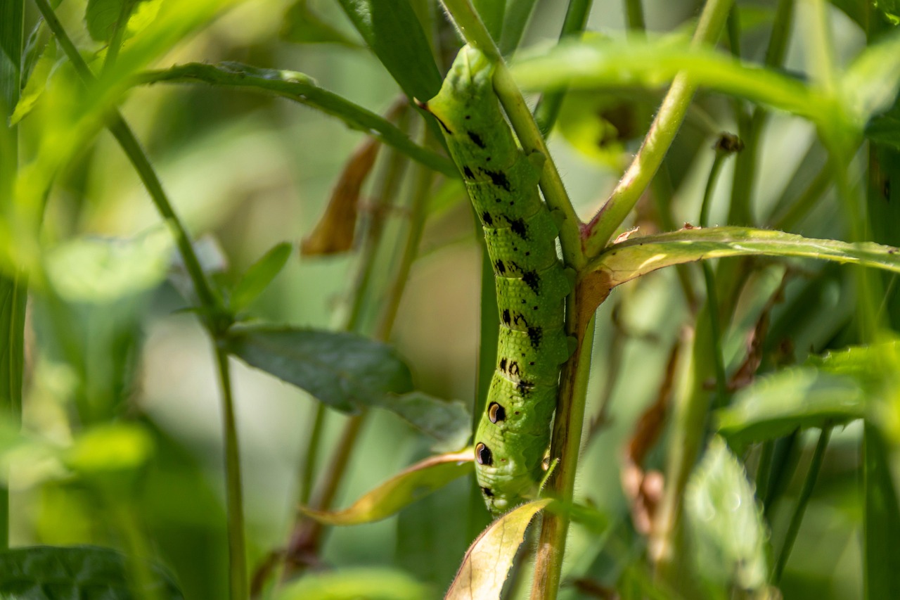 任意整理をネットで完結させるための無料相談はどこで受けられる？