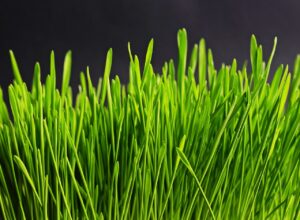 受任通知を送ったのに督促が続く場合、どうするべき？